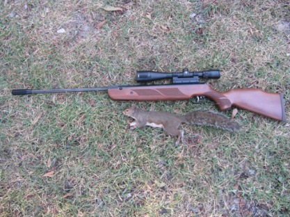 Mr. Squirrel meets the Beeman R1